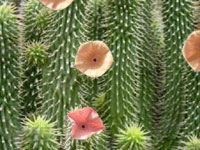 Weight loss. Hoodia gordonii, a natural appetite suppressant.